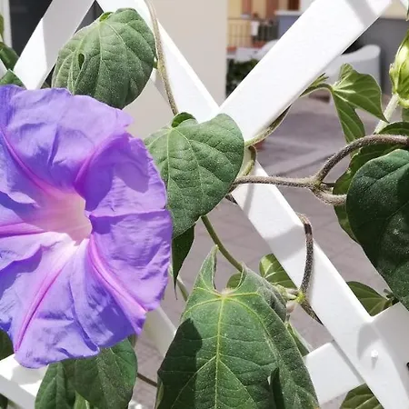 Amare Comfortable 3*