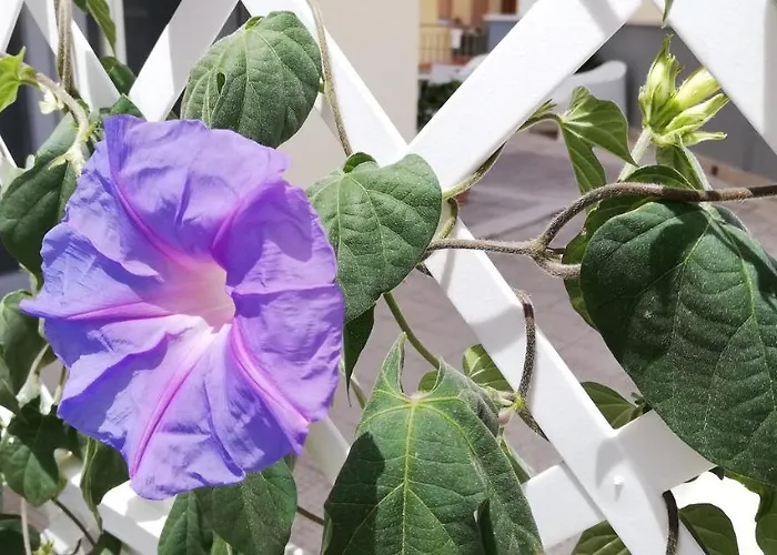 Amare Comfortable 3*